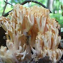 Ramaria flavosalmonicolor