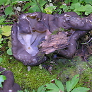 Gyromitra sphaerospora (piestrzanka kulistozarodnikowa)