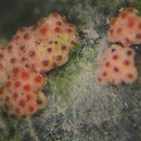 Flammocladiella anomiae