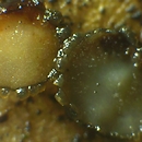 Coccomyces tumidus