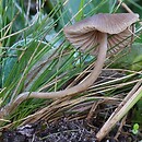 Entoloma simulans