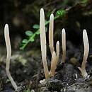 Clavaria parvispora