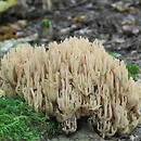 Ramaria strasseri