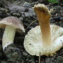 Inocybe amblyospora