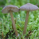 Entoloma vezzenaense