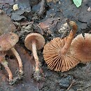 Inocybe squarrosa