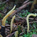 Clavaria amoenoides