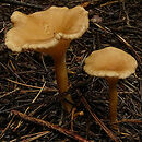 Clitocybe squamulosa (lejkówka łuseczkowata)