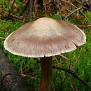 Cortinarius suberi