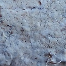 Ceraceomyces microsporus