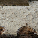 Gloeohypochnicium analogum (nalotnica woskowata)