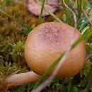 Desarmillaria ectypa (podopieńka torfowiskowa)