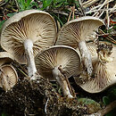 Rhodocybe parilis (rumieniak rzodkiewkowaty)