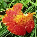 Hygrocybe intermedia (wilgotnica nielepka)