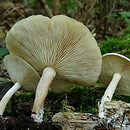 Clitocybe truncicola