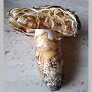 Tricholoma matsutake (gąska sosnowa)