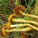 Cortinarius chrysolitus