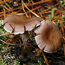 Cortinarius anomalellus