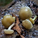 Chrysomphalina grossula (pępnica drobna)