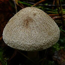 Calocybe gangraenosa (gęśnica czerniejąca)