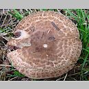 Agaricus lanipes (pieczarka krótkotrzonowa)