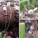 Mycena tenuispinosa