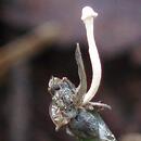 Ophiocordyceps forquignonii