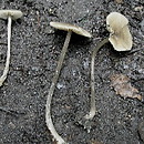 Entoloma juncinum (dzwonkówka czerwonobrązowa)