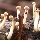 Onygena corvina