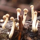 Onygena