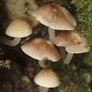 Psathyrella pygmaea (kruchaweczka najmniejsza)