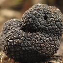 Tuber mesentericum (trufla wgłębiona )