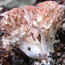 Ramaria rubripermanens