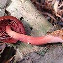 Cortinarius vitiosus