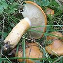 Tricholoma aurantium (gąska pomarańczowa)