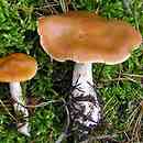 Cortinarius armeniacus (zasłonak morelowy)