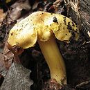 Tricholoma frondosae (gąska liściowata)