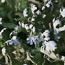 Cladonia foliacea (chrobotek rosochaty)