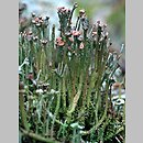 Cladonia gracilis (chrobotek wysmukły)