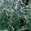 Cladonia uncialis (chrobotek gwiazdkowaty)