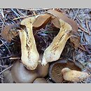 Cortinarius melanotus (zasłonak ciemny)