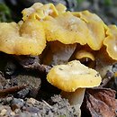 Cantharellus melanoxeros