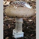 Amanita pantherina (muchomor plamisty)