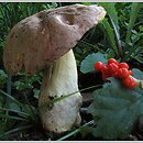 Hemileccinum depilatum (płowiec pofałdowany)