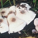 Leucoagaricus americanus