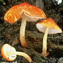 Pluteus aurantiorugosus (drobnołuszczak pomarańczowoczerwony)