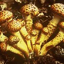 Pholiota jahnii