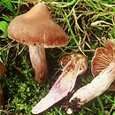 Cortinarius scutulatus (zasłonak rzodkiewkowaty)