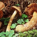 Cortinarius rubellus (zasłonak rudawy)