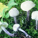 Cystolepiota bucknallii (czubniczka cuchnąca)